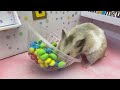 Hamster Escape Prison Break Jail Digital Circus With Pomni Pregnant Police by Great Hamster