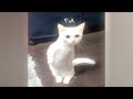 😹 Laugh Uncontrollably! Best Funny Cat Videos 2024 🐱 Best Funny Cats Videos 2024 🤣😂