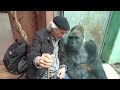 Gorilla Silverback Roututu meets his friend - Raymond Hummy Art - Sehnsucht - Desire