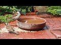 House sparrow bathing in a bird bath