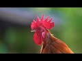 Chicken Pickin’ | A Chicken & Banjo Song