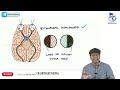 Rapid Revision Internal Medicine -  Endocrinology