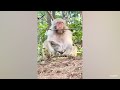 Laugh a Lot With The Funny Moments Of Monkeys 🐵  Funniest Animals Video