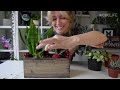 How to make a festive DIY planter for your holiday centrepiece | Houseplanted