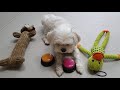 There are several identical toys, but why are these puppies fighting? [Maltese & Yorkshire Terrier]