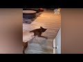 Pets Vs Laser Pointer - Funny Pets Reaction to Laser Pointers | Cool Pets