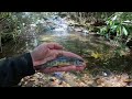 I Spent 3 Days in Fly Fishing Paradise!! || Trout Fishing North Carolina and Virginia