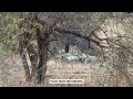 Lion Siesta - H6 in Kruger National Park South Africa