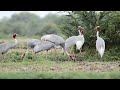 Sarus crane of Gujarat !!