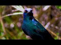 Birds 4K VIDEO UHD - Beautiful Birds Sound - Relaxing Music | Relaxing Safari