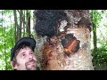 Ojibway Story of the Birch Tree