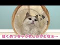 みなさまにうれしいお知らせがあります【関西弁でしゃべる猫】【猫アテレコ】