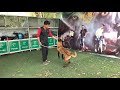 Hướng dẫn huấn luyện chó những động tác cơ bản phần 1 (( Becgie Bỉ ))