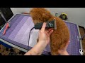 Sam THE Apricot Toy Poodle Puppy