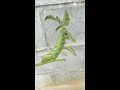 Something's Eating My Tomatoes: Tomato Horn Worm