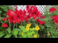 El jardin en Junio #pasadenacalifornia #geranios #dahlias #amarillis #mulberrytree #gladiolus