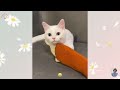 Cute and Hilarious Animals in Action 😍 Funniest Dogs and Cats Videos 😺🐶