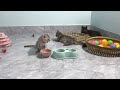 Funny Dogs And Cats Videos 2024 😹🐶 TRY NOT TO LAUGH😍