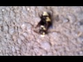 Bee orgy