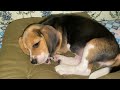 Beagle Dog after playing she is tired now. Falling asleep straight away