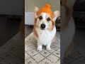 Making a hat for my corgi! 🍊 #corgi #orange #doghat