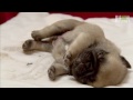 Bathtime for Baby Pugs | Too Cute