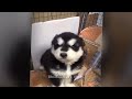 Funniest Cats and Dogs Videos 🐈😹 Best Funniest Catss Video 2024 🐕