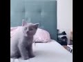 Cat lands on bed while screaming
