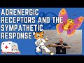 Adrenergic Receptors Explained: Alpha and Beta Receptor Functions