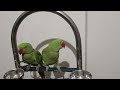 Amazing parrot | Eating seeds