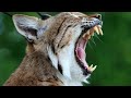 Bobcat vs lynx: 4 Key Differences Explained