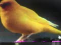 صور طائر الكناري ☺🐥🎵🎵