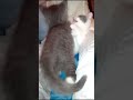 有趣小猫,萌雪酷熊|funny cute kitty,schnee vs kuschelbär😸