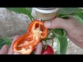 Try this tips on growing bell peppers in plastic bottles, you won't have to buy peppers again