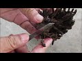 How To Propagate Aloe Vera from a Dried Root and Stem