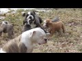 Alapaha / American Bulldog Puppies #2