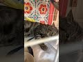 シャーシャー怒る元野良猫の汚れた背中にブラシをかけてみた