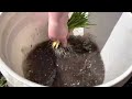 Grow BIG ONIONS from seed: Part 2 seedling maintenance and planting