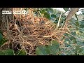 Wild Babbler Feeding Their Babies || Wild Babbler Protect Their Babies In Nest || Beautiful Birds