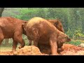 Baby Elephants Delight in the Mud Pit - ElephantNews