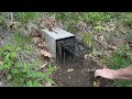 How to Catch Woodchucks in Minutes using the Comstock System