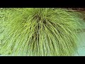 Carex Paniculata/Velika Šaš