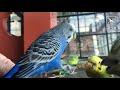 Welcome, new budgies!