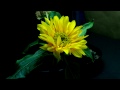 Time Lapse of Sunflower from Seed to Flower