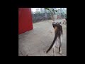 😂🤣 Funniest Dogs and Cats 😍🤣 Funniest Animals 2024 # 24