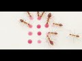 Ants vs red nectar 🐜🍭 #satisfying #new #subscribe
