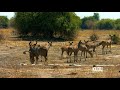 4K African Antelopes - Wild Animals Of Africa in 10 bit color - Part #2