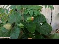 How To Grow And Care Back eyed Suzen Vine || Suzen vine July August Care |Fertilizer Gardening Tips