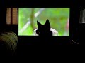 LB, the Malamute - German Shepherd Dog, Watching a Nature Special