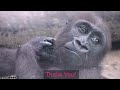 Toddler Gorilla Who Recovered From The Worst Period | Kintaro | Kyoto Zoo